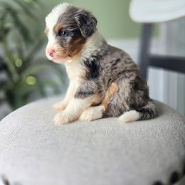 Molly - Blue merle female Bernedoodle puppy in Holtwood, Pennsylvania from Country Ridge Puppies