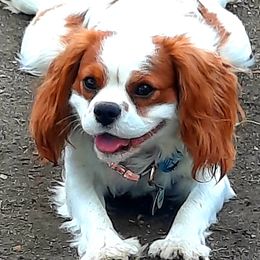 Cavalier King Charles Spaniels from Sunshine Patch Cavalier Pups