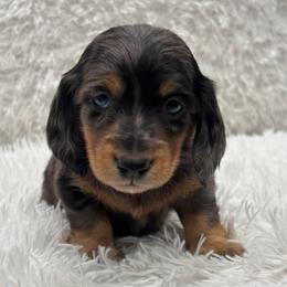 Boy 4 red collar - Dapple male Dachshund puppy in Chicago, Illinois from RGZ Doxies