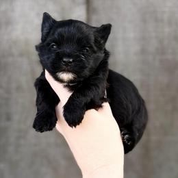 Tiny Teddy - Black and gold male Yorkshire Terrier puppy in Hope, Indiana from DJ Yorkies