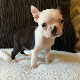 Domino (Dom) - Black and white male Boston Terrier puppy in Charlotte, Michigan from Witselle Bostons