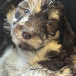 Oreo - Merle male Goldendoodle puppy in Tybee Island, Georgia from Castaway Doodles