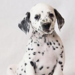 Pink - White and black female Dalmatian puppy in Cottage Grove, Oregon from Hidden Hills Dalmatians