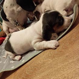 Girl 1 - Gray (blue) and tan female Dachshund puppy in Gracemont, Oklahoma from Frank's Mini Doxies