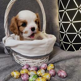 Cavalier King Charles Spaniel Puppies from London Fog Cavaliers
