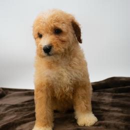 Cowboy (Brown) - Apricot male Goldendoodle puppy in Lafayette, Alabama from Sweethaven Kennels