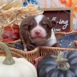 Turmeric - Red tri-color male Australian Shepherd puppy in Inverness, Florida from Swamp Puppy Canine Kennel