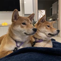 Shiba Inu All Grown Up from Hana Shibas