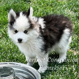 Pomsky Puppies from Perfect Companion Pomskies