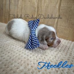 Dachshund Puppies from Shiloh Ridge Dachshunds