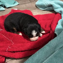 Rachel OFA - Black rust and white female Bernese Mountain Dog puppy in Strasburg, Ohio from Lois Allison