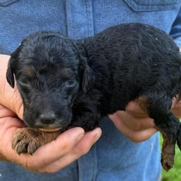 Milky Way - Phantom female Poodle puppy in St. Johnsbury, Vermont from Poodles of the Northern Woods