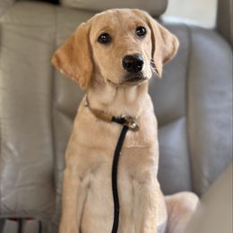 Wooju - Yellow female Labrador Retriever puppy in Houston, Texas from CMJ Kennels