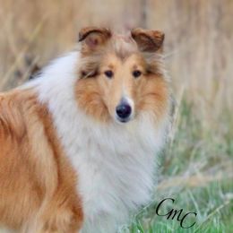 Collie and Shetland Sheepdog All Grown Up from Dueling Pine Ranch
