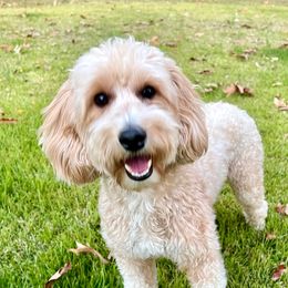 Latte - Goldendoodle