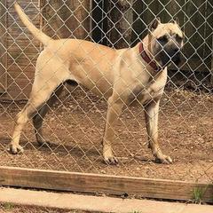 Zeke - Perro de Presa Canario