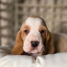 Perry - Red and white male Basset Hound puppy in Denison, Texas from Emma Lou's Baby Bassets