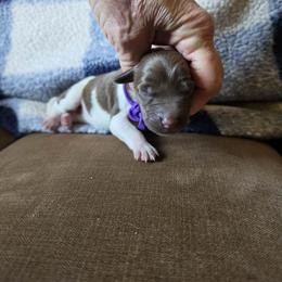 Purple Girl 2 - White and liver female German Shorthaired Pointer puppy in Lindsay, California from Dori's Danes