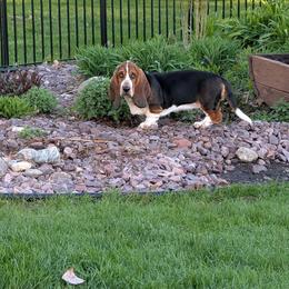Rizzo - Black brown and white female Basset Hound puppy in Versailles, Indiana from Bedrock Basset Hounds
