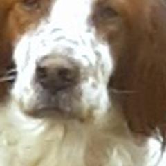 Irish Red and White Setters from Mountain Star Kennels