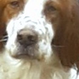 Irish Red and White Setters from Mountain Star Kennels