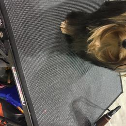 Yorkshire Terrier Puppies from Bricriu Kennels, Reg.