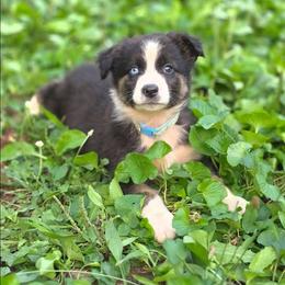 Mecate - Black tri-color male Australian Shepherd puppy in Keyser, West Virginia from Heartfelt Hollow Farm