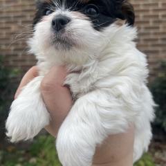 Mal-Shi, Maltese, and Maltipoo Puppies from Joy-fur puppies