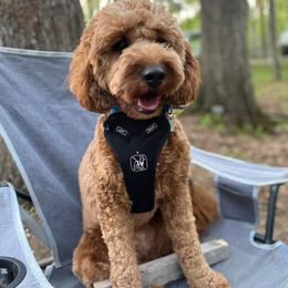 Goldendoodle Puppies from Hilltop Mini and Teddy Bear Doodles