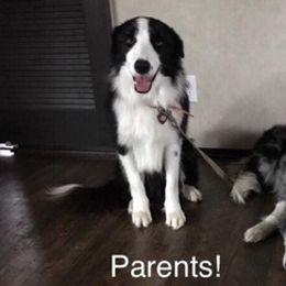 Border Collies, French Bulldogs, and Poodles from JD French Bulldogs and Border Collies