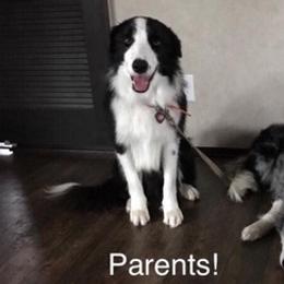 Border Collies, French Bulldogs, and Poodles from JD French Bulldogs and Border Collies