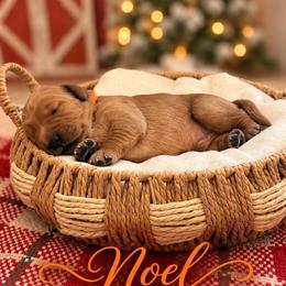 Noel - Dark golden male Golden Retriever puppy in San Bernardino, California from Thegoldendreams1