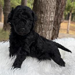 Nala Hot pink collar - Black female Poodle puppy in Clarkston, Washington from Doodle & Poodle Palace