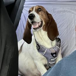 Maggie - Basset Hound