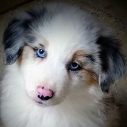 Miniature American Shepherd and Miniature Australian Shepherd Puppies from War Eagle Kennel