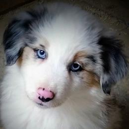 Miniature American Shepherd and Miniature Australian Shepherd Puppies from War Eagle Kennel
