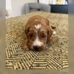 Rivers - Red  male Goldendoodle puppy in Glendale, Arizona from Follow Your Bliss Doodles