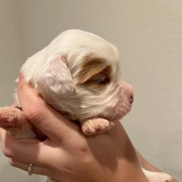Pearl - Cream female Australian Labradoodle puppy in Denton, Texas from Dignity Labradoodles