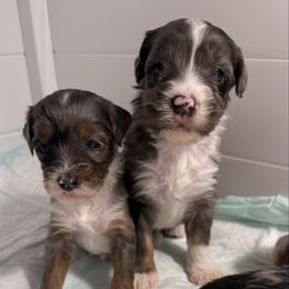 Boy 7 - Merle male Bernedoodle puppy in Perryville, Maryland from Heavenly Heritage Dachshunds and Doods
