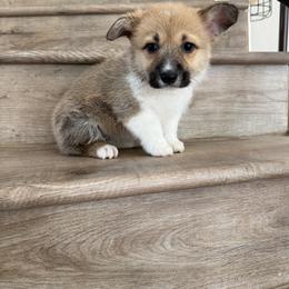 Camellia - Sable female Pembroke Welsh Corgi puppy in Pahrump, Nevada from Desert Sunset Pembroke Welsh Corgis