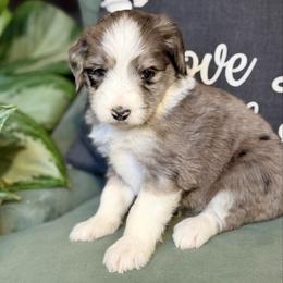 Sugar - Blue merle female Aussiedoodle puppy in Jackson, Tennessee from Dinah Doodles and Aussies