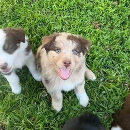 AKC Nash - Red merle male Australian Shepherd puppy in Prairie Grove, Arkansas from IQ Farms