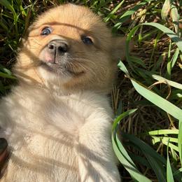 Kiwi - Sable and white female American Corgi puppy in Pioneer, Michigan from Country Corners Corgis