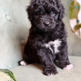 Linda - Black and white female Aussiedoodle puppy in Jackson, Tennessee from Dinah Doodles and Aussies