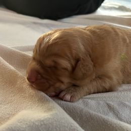 Nova Scotia Duck Tolling Retrievers from Chimay Kennels