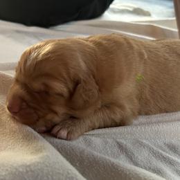 Nova Scotia Duck Tolling Retrievers from Chimay Kennels