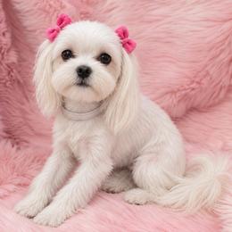 Kimber - White female Maltese puppy in Mercer, Pennsylvania from Stone Ridge Maltese