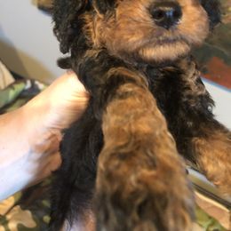 Cockapoo Puppies from Rouffman Doodles