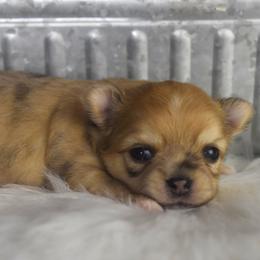 Talia - Merle female Chihuahua puppy in Gloucester, Virginia from Charlotte's Web of Chihuahuas