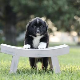 Chaplin - Black & white male Miniature Australian Shepherd puppy in White Oak, Texas from Triple Lake Ranch Miniature Australian Shepherds